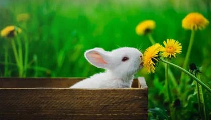 Jiu You-中国足球职业俱乐部强化教练团队梯队构建，足球队教练组架构