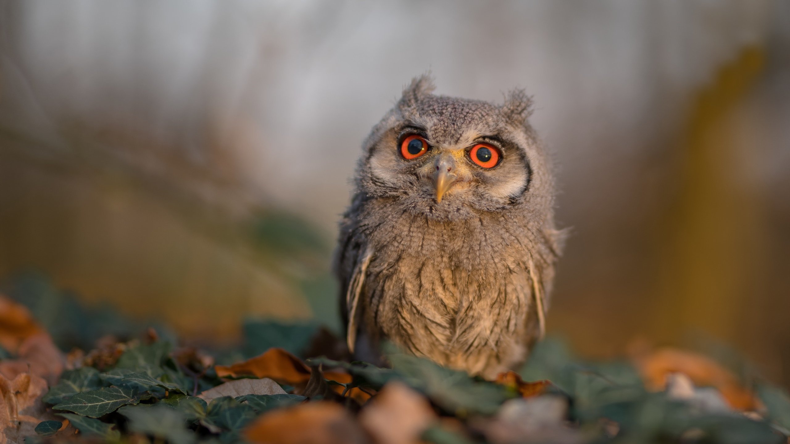 中国瑜伽公开赛圆满落幕，选手表现精彩，2021瑜伽大赛